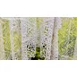 Csipke pano himzett, fehér, 350x150 cm